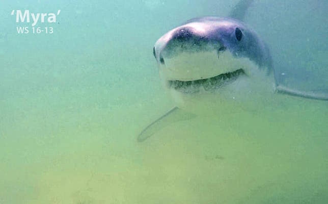 Conservationist bites back on shark kill plan – Boston Herald